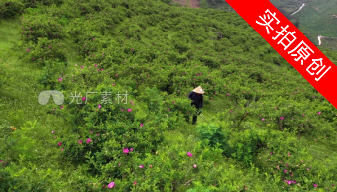 4K 航拍龙里县刺梨沟种植基地8