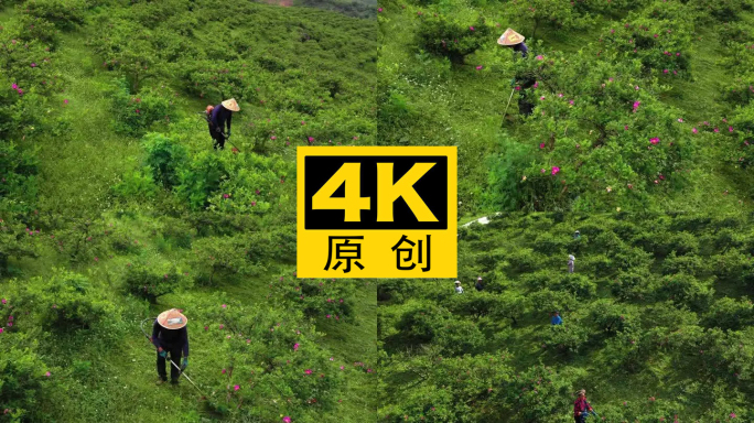 4K 航拍龙里县刺梨沟种植基地8