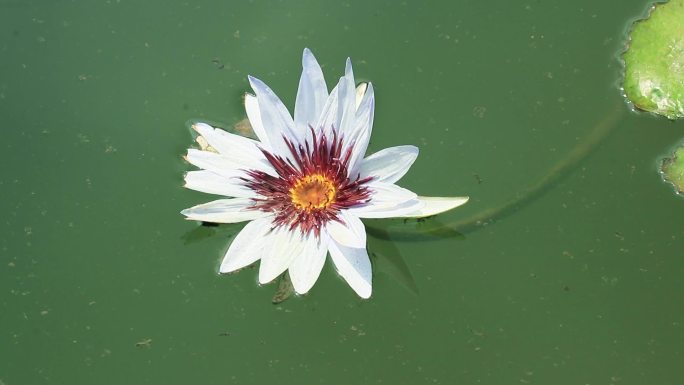 白色睡莲 子午莲 莲花 荷花 水生植物