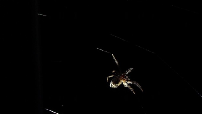 洞穴生物蜘蛛爬动慢镜头
