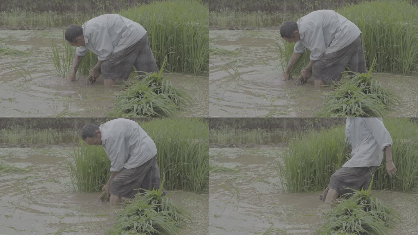 男人在水田移栽水稻丨Slog3