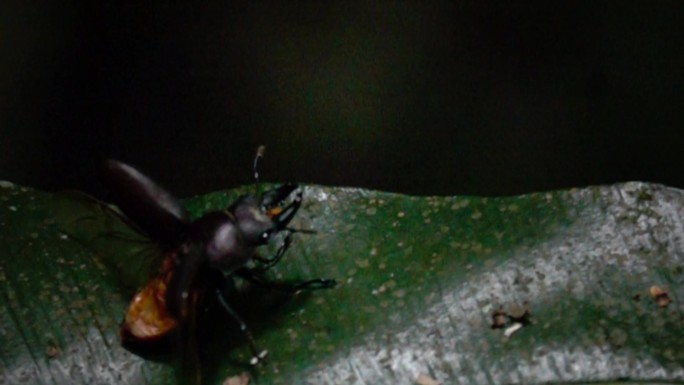 甲壳虫在叶子上起飞慢速镜头