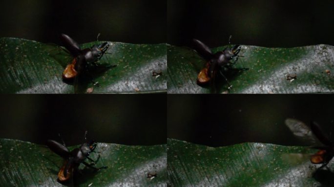 甲壳虫在叶子上起飞慢速镜头