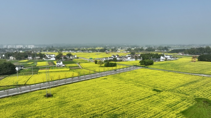 青神县竹里稻香油菜花4K航拍