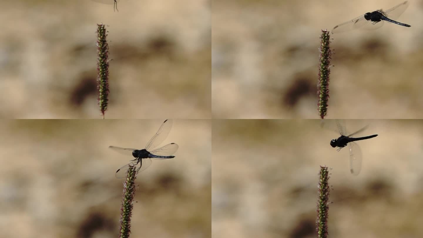 蜻蜓起飞飞翔