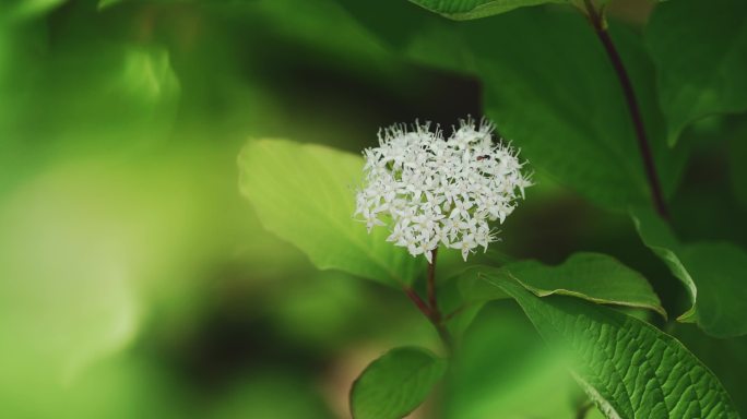 夏天盛开的鲜花红瑞木花簇花朵盛开植物清新