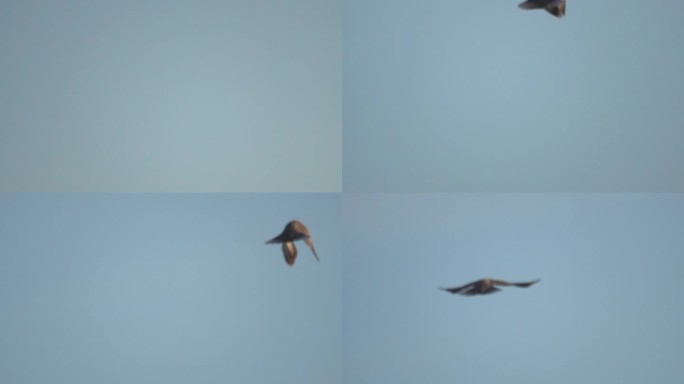 鸽子在天空飞翔慢速镜头