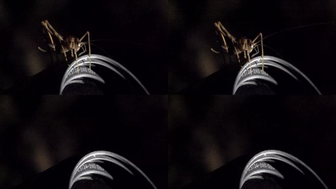 洞穴生物蟋蟀在镜头上起跳慢镜头