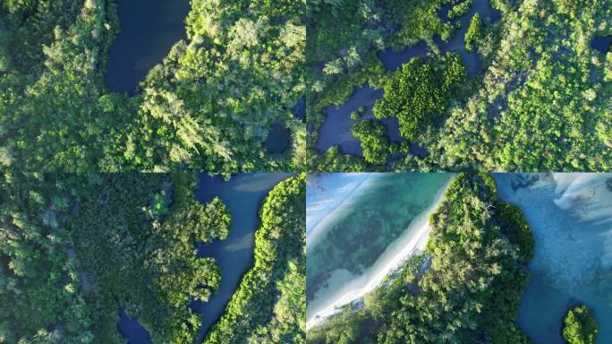 毛里求斯茂密热带丛林与碧蓝的大海