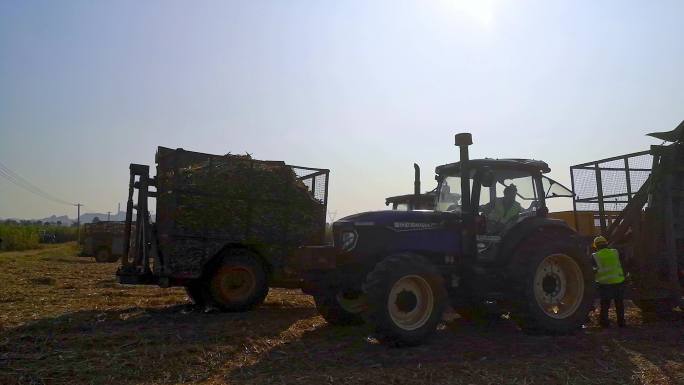 甘蔗丰收农用拖拉机运输甘蔗