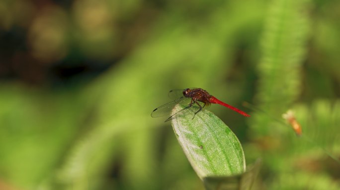 红蜻蜓夏天