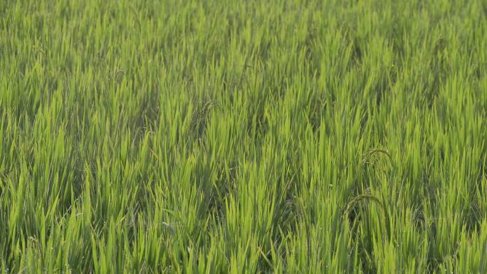 农民在稻田里喷洒农药