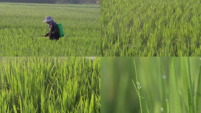 农民在稻田里喷洒农药