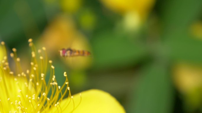微距镜头下的小蜜蜂采蜜慢动作