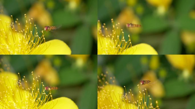 微距镜头下的小蜜蜂采蜜慢动作