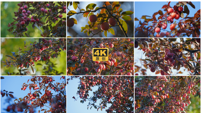 红李子水果丰收果实压弯树枝