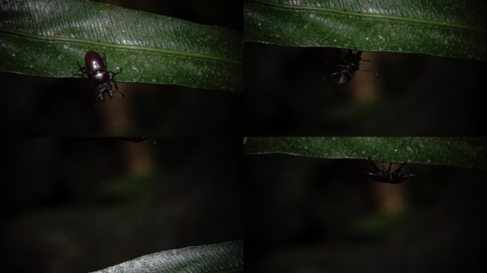 甲壳虫钻到叶子下慢速镜头