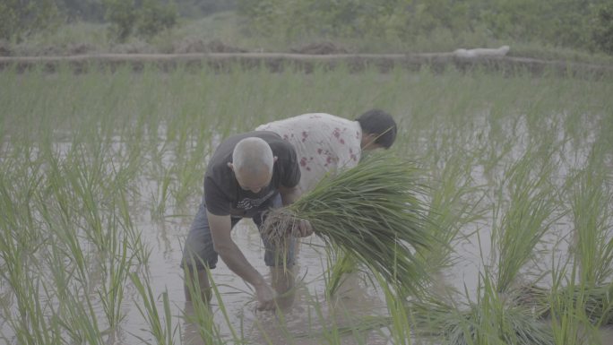 农田插秧种植水稻丨Slog3