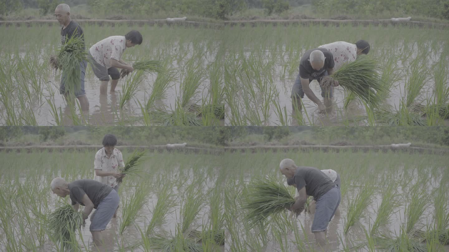 农田插秧种植水稻丨Slog3