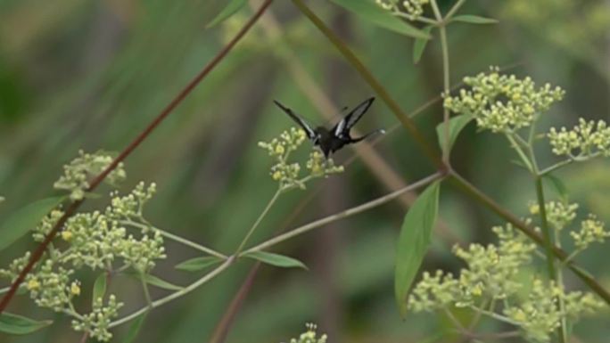 黑白相间蝴蝶在花丛扇动翅膀飞动慢速镜头