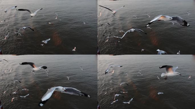 海鸥在海面飞翔慢速镜头