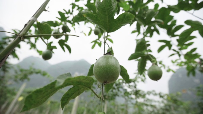 百香果 西番莲 洋石榴 鸡蛋果