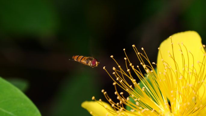 【4K微距】蜜蜂采集金丝桃花蜜