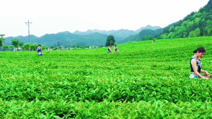 【原创】茶叶生长环境采摘 乡村采茶
