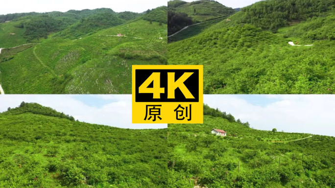 4K 航拍龙里县刺梨沟种植基地9