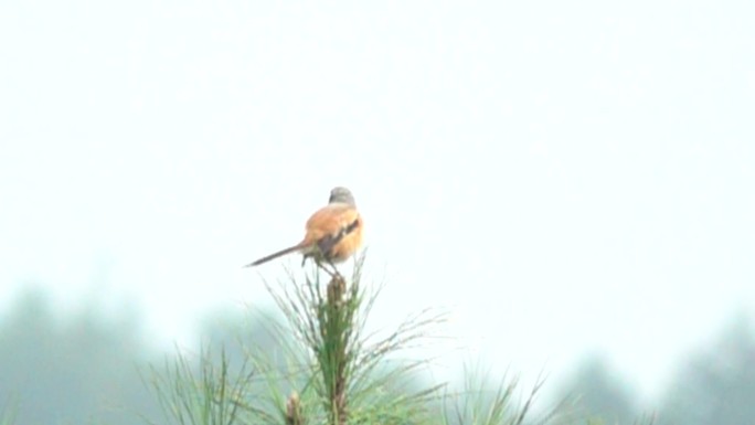 小鸟在枝头休息慢速镜头