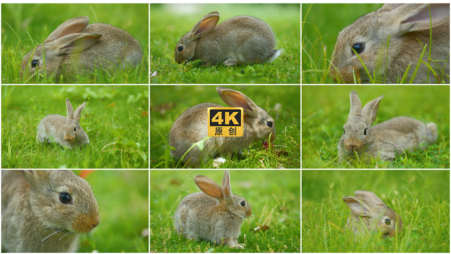 野兔小灰兔兔子蹦蹦跳跳实拍食草动物
