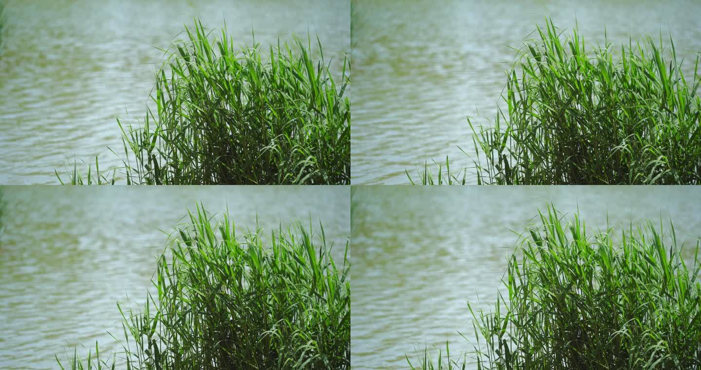 湖边的芦苇丛植物宁静湖水涟漪水波纹河流