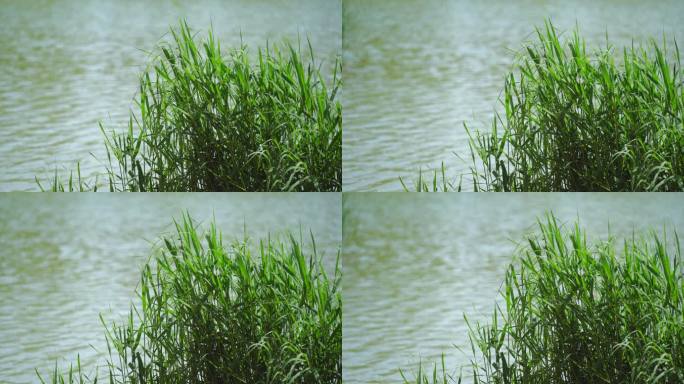 湖边的芦苇丛植物宁静湖水涟漪水波纹河流