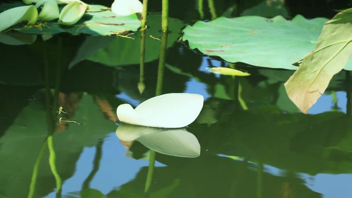 漂流的白色荷花 花瓣 随波逐流