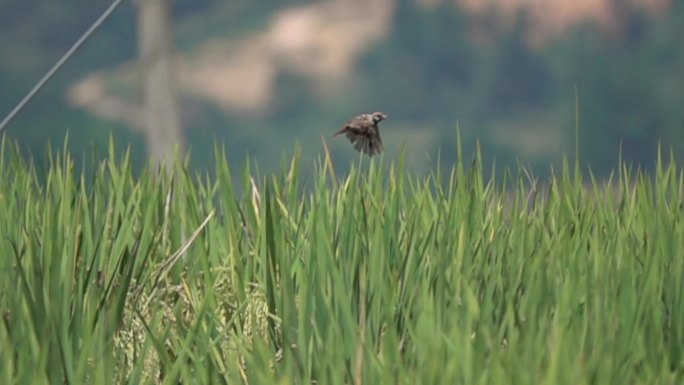 一只小鸟在稻田起飞慢速镜头