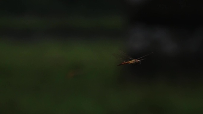蜻蜓起飞飞翔