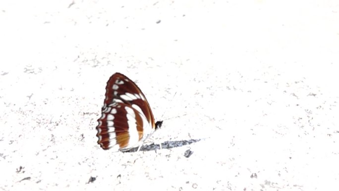 黄白相间蝴蝶在沙地上起飞慢速镜头