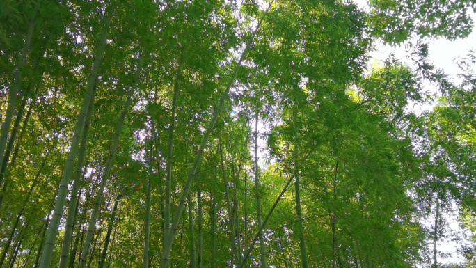 青翠欲滴的翠竹、漂亮的竹林竹海