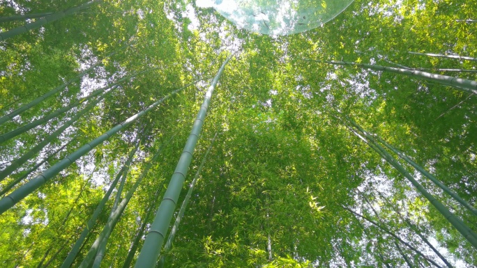 青翠欲滴的翠竹、漂亮的竹林、唯美的画面