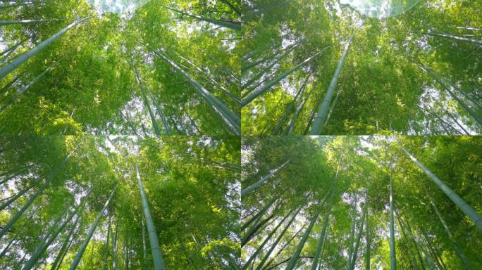 青翠欲滴的翠竹、漂亮的竹林、唯美的画面
