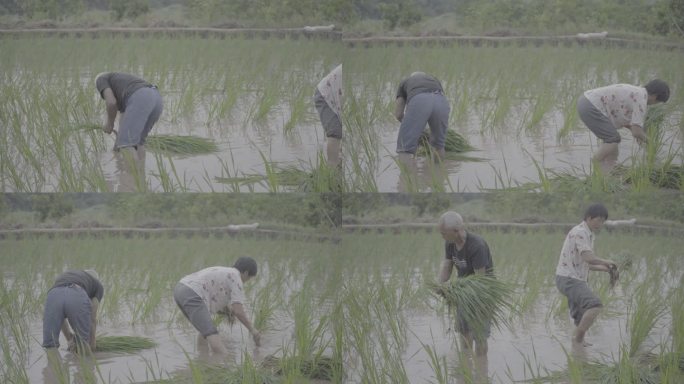 水田插秧种植水稻秧苗移栽丨Slog3