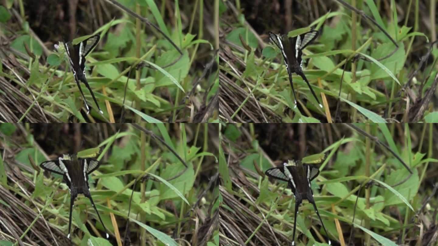 黑白相间蝴蝶在草丛起飞慢速镜头