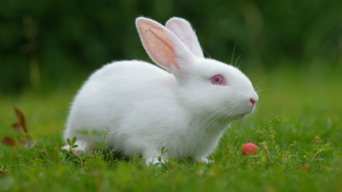 小白兔可爱小动物宠物啮齿动物食草动物