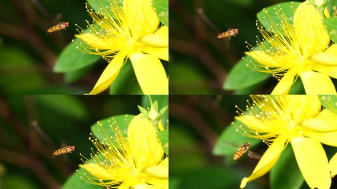 【4K50P】微距小蜜蜂采集金丝桃花蜜