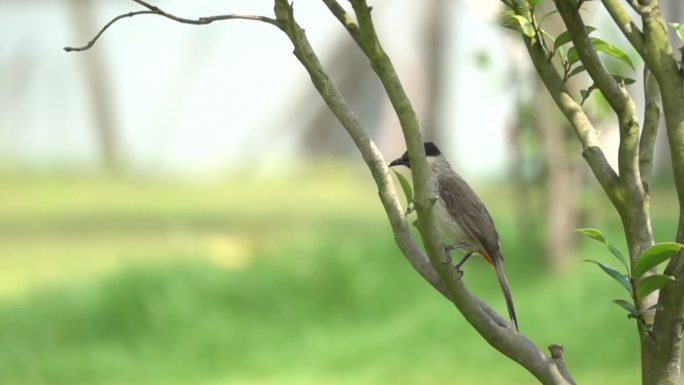 小鸟在树枝起飞慢速镜头