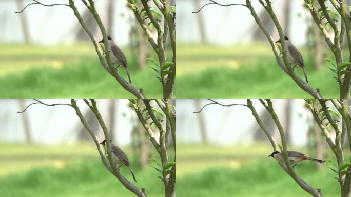 小鸟在树枝起飞慢速镜头