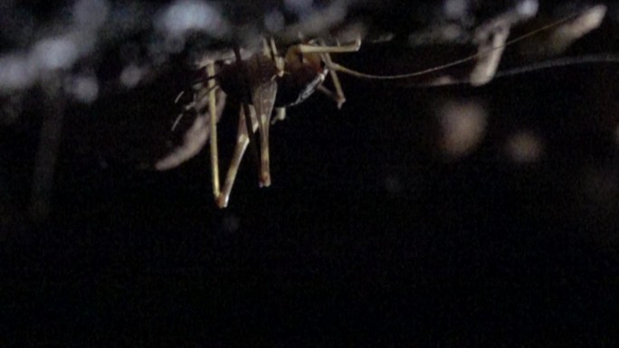 洞穴生物蟋蟀慢镜头