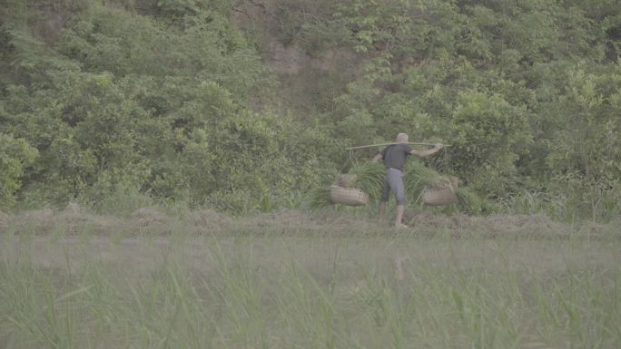 挑着担子在水田田坎上丨Slog3