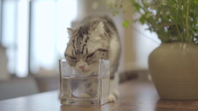 宠物猫喝水