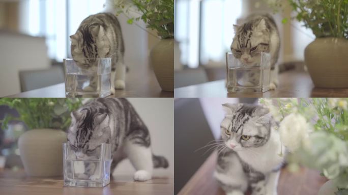 宠物猫喝水